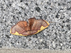 Nothomiza