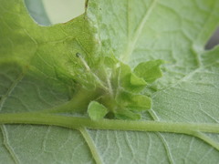 Andricus foliaformis