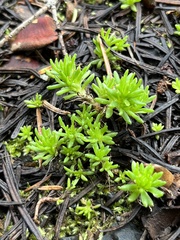 Sedum stenopetalum