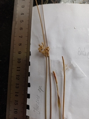 Juncus subsecundus