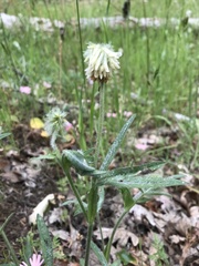 Trifolium eriocephalum
