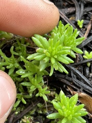 Sedum stenopetalum