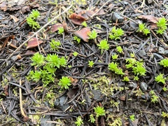 Sedum stenopetalum