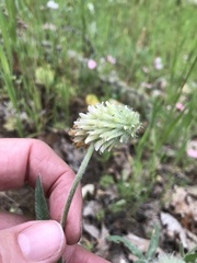 Trifolium eriocephalum