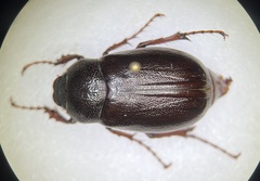 Phyllophaga rugosa