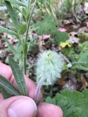 Trifolium eriocephalum