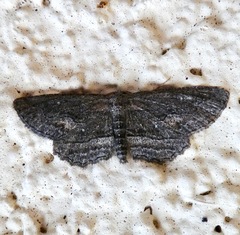 Aethaloida packardaria