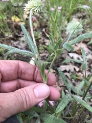 Trifolium eriocephalum
