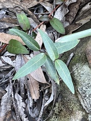 Leichhardtia suaveolens