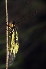 Libelloides sibiricus