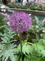 Allium