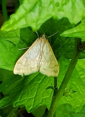 Hahncappsia pergilvalis