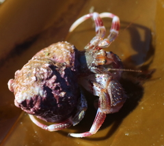 Pagurus ochotensis