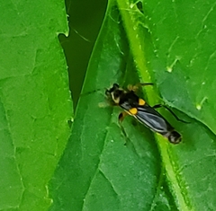Trypherus frisoni