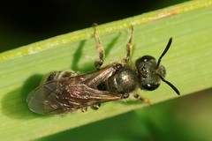Halictus tumulorum
