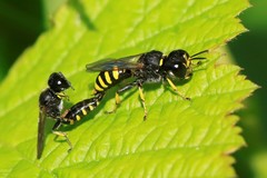 Ectemnius lapidarius