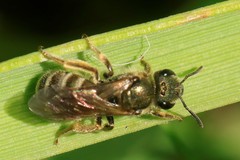 Halictus tumulorum