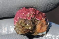 Ariadnaria insignis
