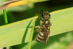 Halictus tumulorum