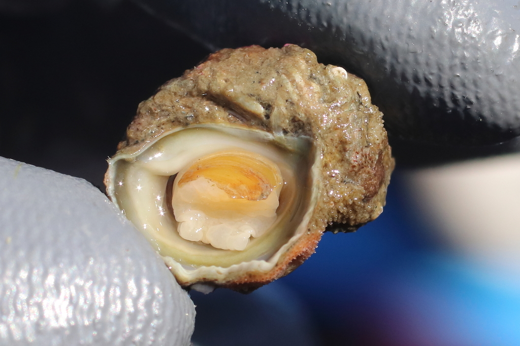 Ariadnaria insignis
