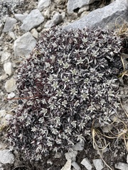 Eriogonum androsaceum