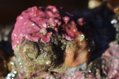 Ariadnaria insignis
