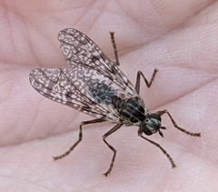 Boreothrinax shewelli