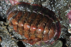 Tonicella insignis