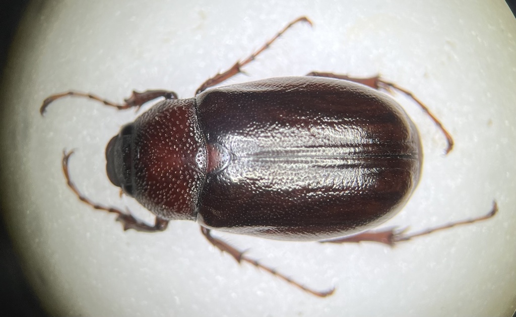 Phyllophaga corrosa
