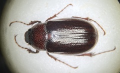 Phyllophaga corrosa