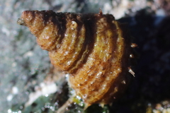 Trichotropis cancellata