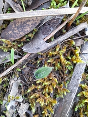 Glossodia major
