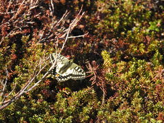 Papilio machaon aliaska