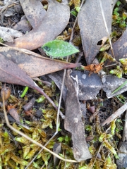 Glossodia major