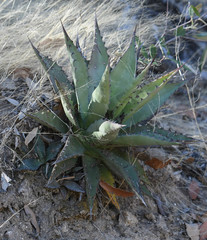 Agave shrevei