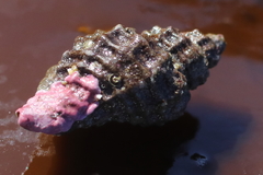 Paciocinebrina interfossa