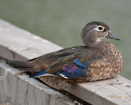 Canard carolin, femelle