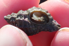 Paciocinebrina interfossa