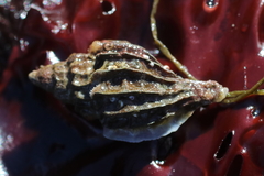 Scabrotrophon stuarti