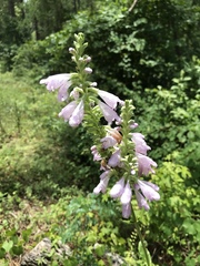 Physostegia digitalis