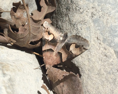 Drasteria pallescens