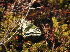Papilio machaon aliaska