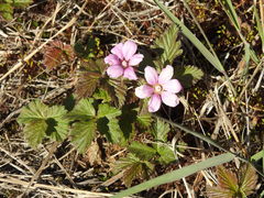 Rubus arcticus stellatus