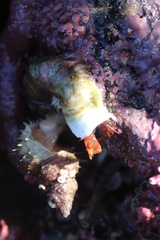 Discorsopagurus schmitti