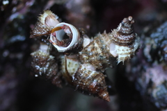 Trichotropis cancellata