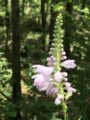 Physostegia digitalis