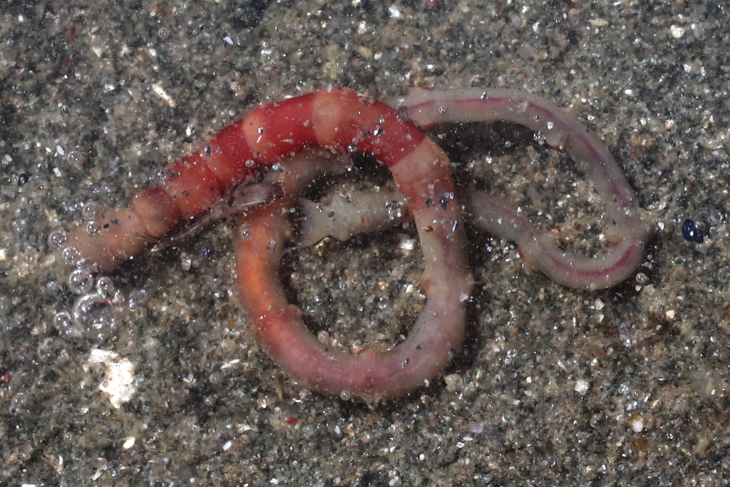 Axiothella rubrocincta