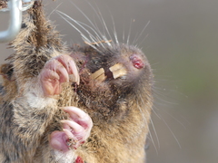 Castorimorpha