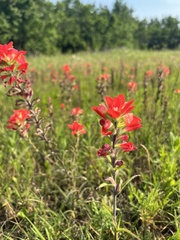 Castilleja coccinea