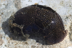 Aglaja ocelligera